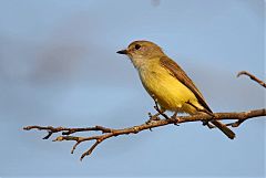 Lemon-bellied Flycatcher